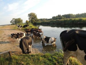 biebrza noclegi, biebrza, biebrza safari, biebrza kajaki, tratwy biebrza, biebrza zdjęcia, biebrza agroturystyka