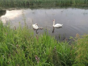 biebrza noclegi, biebrza, biebrza safari, biebrza kajaki, tratwy biebrza, biebrza zdjęcia, biebrza agroturystyka