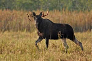 łoś, biebrza, biebrza łoś