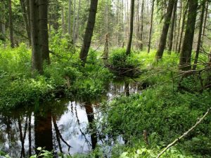 biebrza bagna