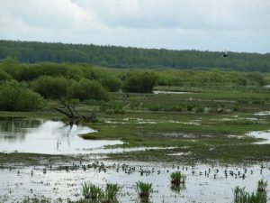 biebrza safari, piękne widoki