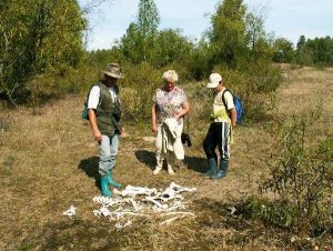 łoś, biebrza, wycieczki