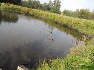biebrza safari, biebrza, wędkowanie nad biebrzą, ryb