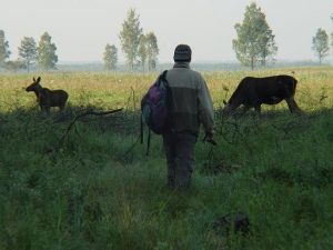 biebrza noclegi, biebrza, biebrza safari, biebrza kajaki, tratwy biebrza, biebrza zdjęcia, biebrza agroturystyka, biebrza łosie