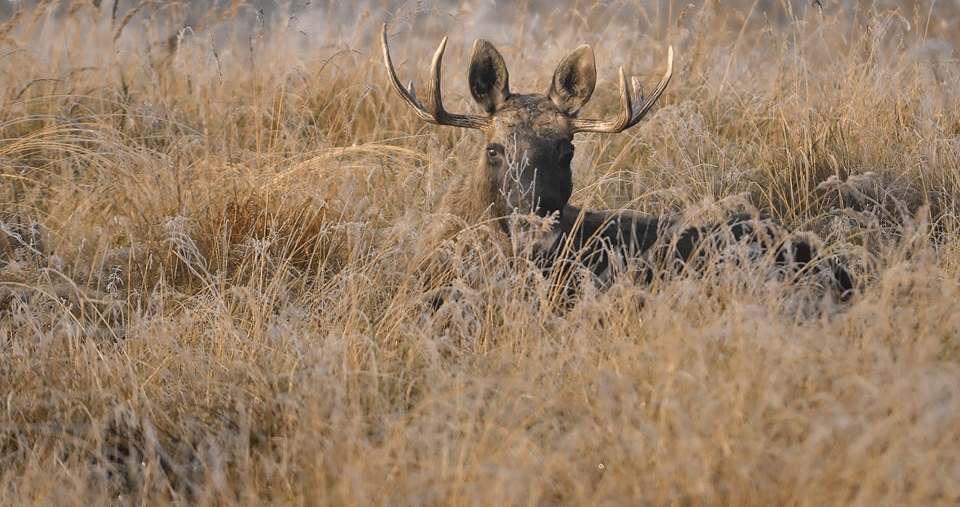 Biebrza Safari - Noclegi, Kajaki, Tratwy, Rowery W Samym Sercu Biebrzy!