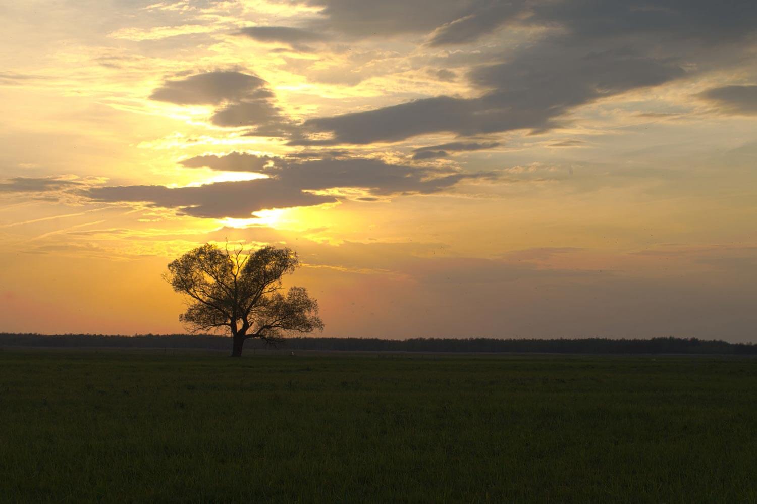 Biebrza Safari - Noclegi, Kajaki, Tratwy, Rowery W Samym Sercu Biebrzy!